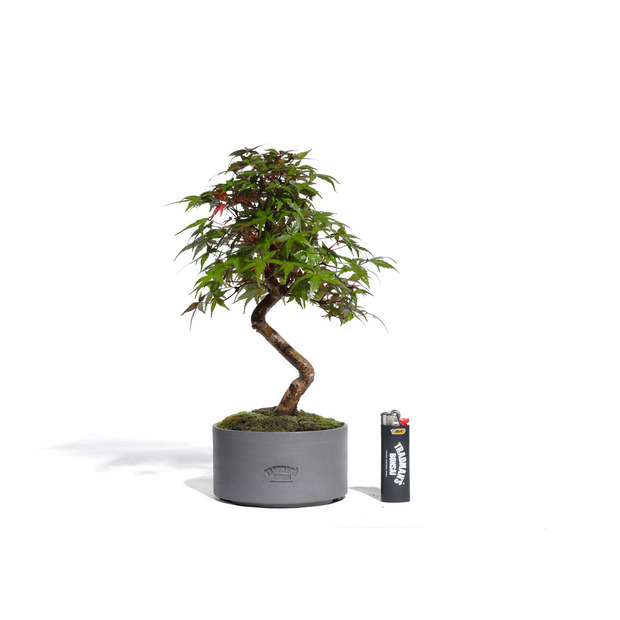 もみじ -Japanese maple- (推定樹齢10年)-M0019- 詳細画像